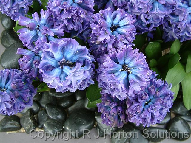 Hyacinths 2